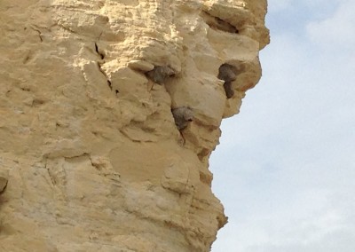 Nests high in the rock formations at Monument Rocks, KS, USA photo by Johnna M. Gale