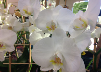 orchids at sprouts